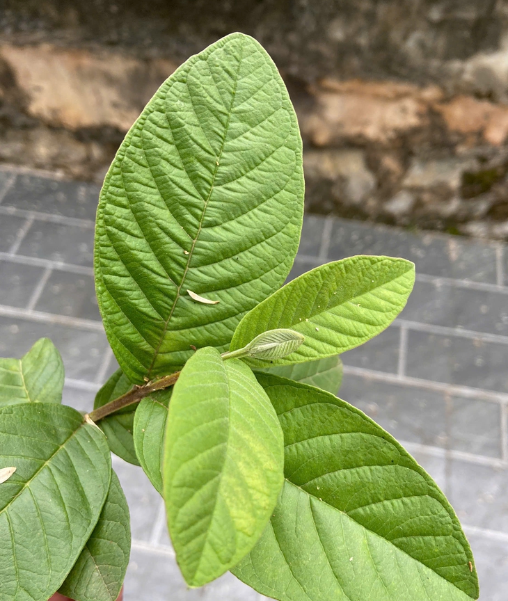 Khám phá 6 lợi ích tuyệt vời của nước lá ổi- Ảnh 1.