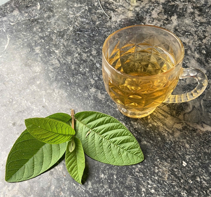 Cách uống nước lá ổi giúp giảm mỡ máu tự nhiên- Ảnh 1. Cách uống nước lá ổi giúp giảm mỡ máu tự nhiên- Ảnh 1.