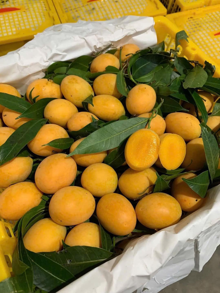 Thanh trà vào mùa bán đầy chợ Việt giá vài chục nghìn đồng/kg- Ảnh 6. Thanh trà vào mùa bán đầy chợ Việt giá vài chục nghìn đồng/kg- Ảnh 6.