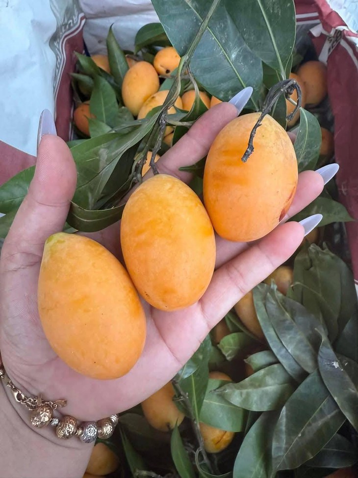 Thanh trà vào mùa bán đầy chợ Việt giá vài chục nghìn đồng/kg- Ảnh 8. Thanh trà vào mùa bán đầy chợ Việt giá vài chục nghìn đồng/kg- Ảnh 8.
