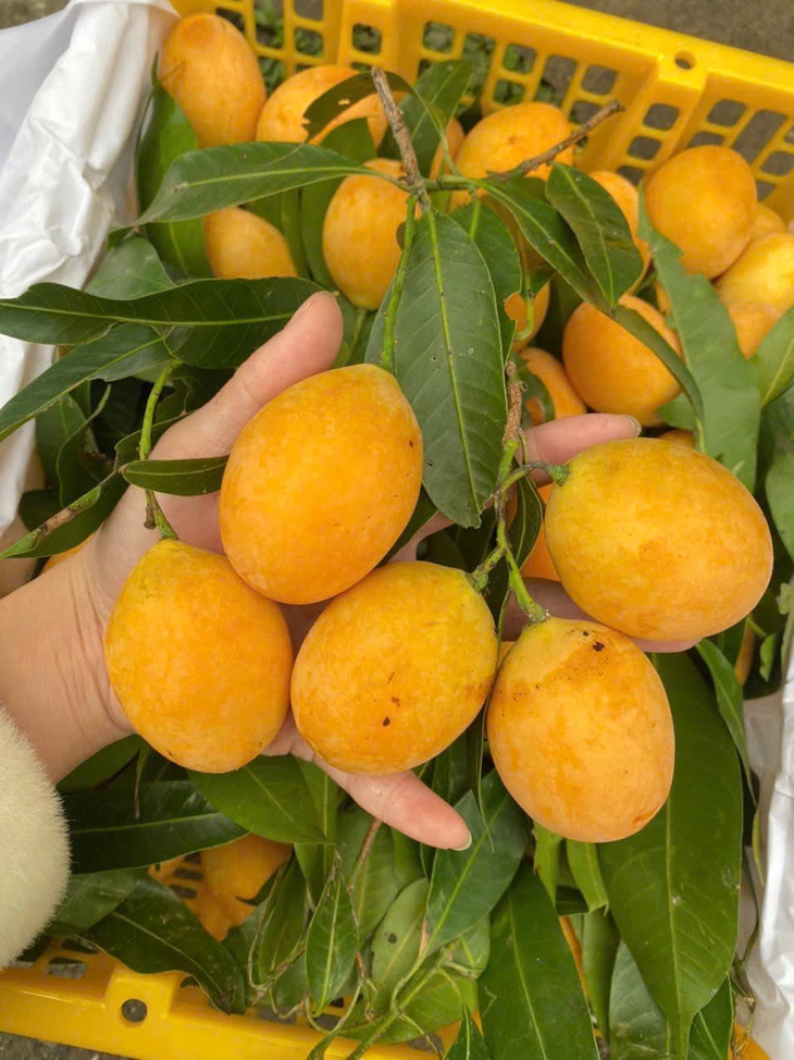 Thanh trà vào mùa bán đầy chợ Việt giá vài chục nghìn đồng/kg- Ảnh 7. Thanh trà vào mùa bán đầy chợ Việt giá vài chục nghìn đồng/kg- Ảnh 7.