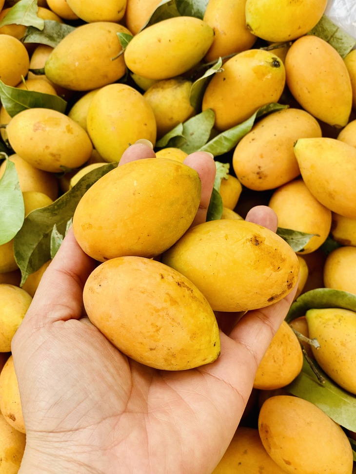 Thanh trà vào mùa bán đầy chợ Việt giá vài chục nghìn đồng/kg- Ảnh 5. Thanh trà vào mùa bán đầy chợ Việt giá vài chục nghìn đồng/kg- Ảnh 5.