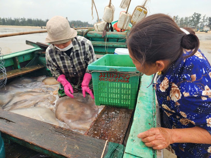 Ngư dân Hà Tĩnh kiếm tiền triệu từ loài nhuyễn thể, không xương- Ảnh 3.