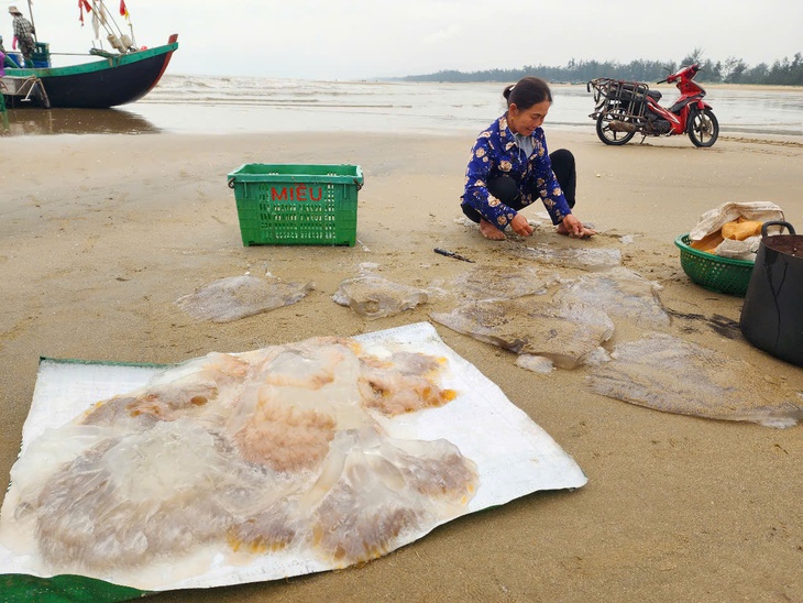 Ngư dân Hà Tĩnh kiếm tiền triệu từ loài nhuyễn thể, không xương- Ảnh 2.