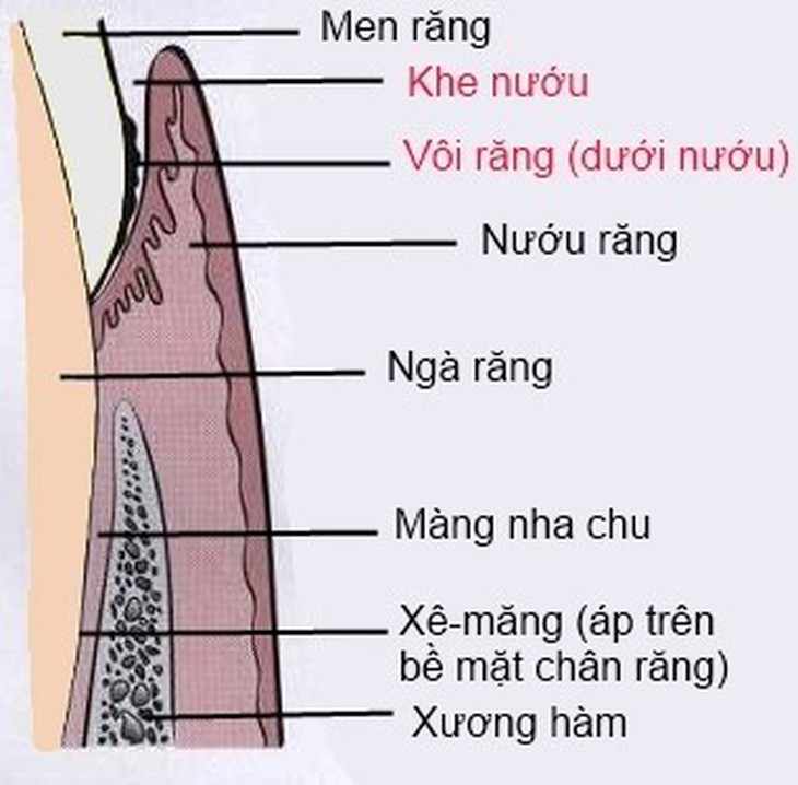 Chăm sóc răng miệng: Đánh răng thôi đã đủ chưa?- Ảnh 2.