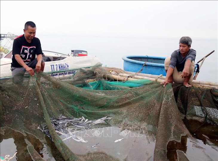 Cá nuôi biển ở Vũng Chùa Đảo Yến chết bất thường chưa rõ nguyên nhân- Ảnh 1.