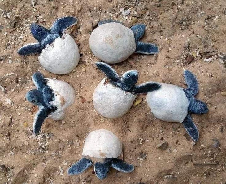Cơ hội xem rùa đẻ trứng, sống cùng hệ sinh thái rừng và biển Côn Đảo- Ảnh 2. Cơ hội xem rùa đẻ trứng, sống cùng hệ sinh thái rừng và biển Côn Đảo- Ảnh 2.