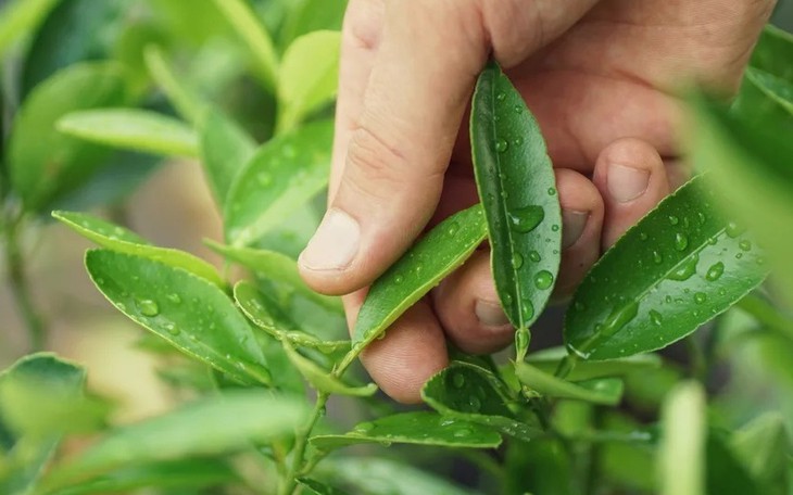 Tác dụng của nước lá chanh với sức khỏe - Ảnh 3.