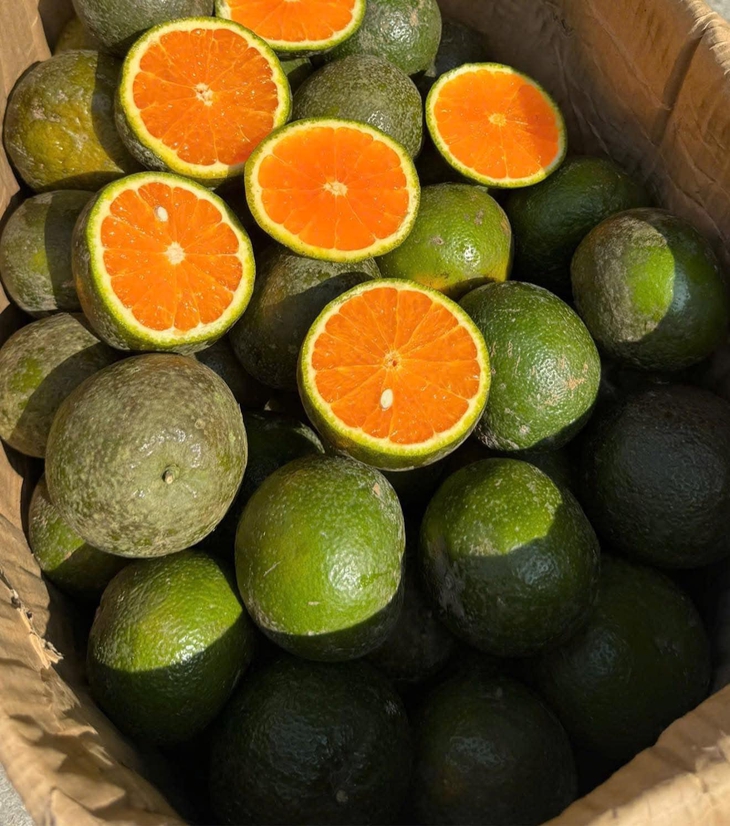 Loại quả giàu viatamin C đang vào mùa bán đầy chợ Việt giá chỉ 10.000 đồng/kg- Ảnh 8. Loại quả giàu viatamin C đang vào mùa bán đầy chợ Việt giá chỉ 10.000 đồng/kg- Ảnh 8.