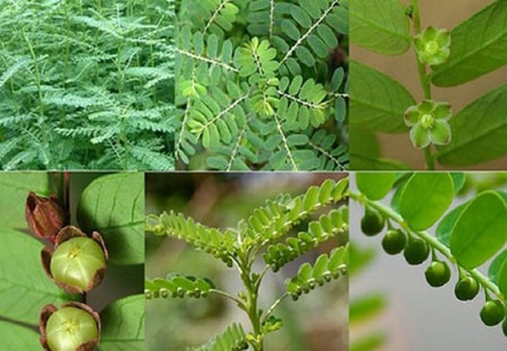 Cây chó đẻ chữa bệnh gì?- Ảnh 1. Cây chó đẻ chữa bệnh gì?- Ảnh 1.