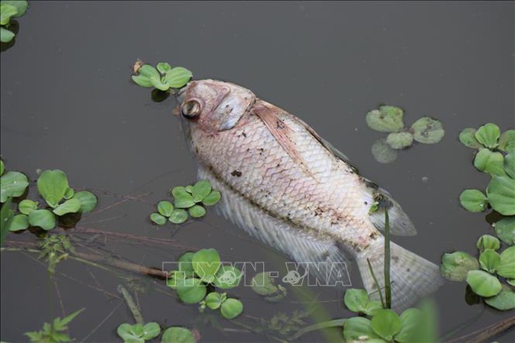 Làm rõ nguyên nhân cá chết bất thường trên sông Bàu Giang- Ảnh 1.