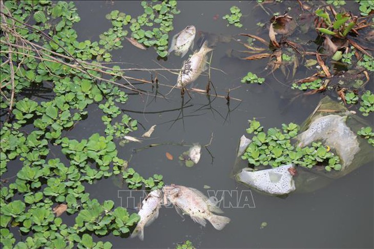 Làm rõ nguyên nhân cá chết bất thường trên sông Bàu Giang- Ảnh 2.