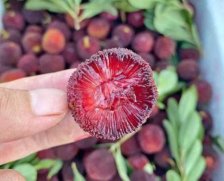 Thanh mai đầu mùa giá cao nhưng vẫn được nhiều người săn mua- Ảnh 2. Thanh mai đầu mùa giá cao nhưng vẫn được nhiều người săn mua- Ảnh 2.
