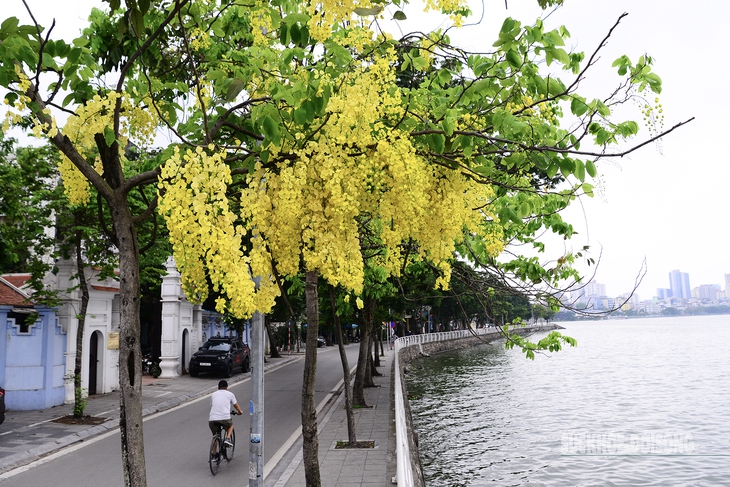Hoa muồng nở rộ, Hồ Tây ánh vàng rực rỡ- Ảnh 1.