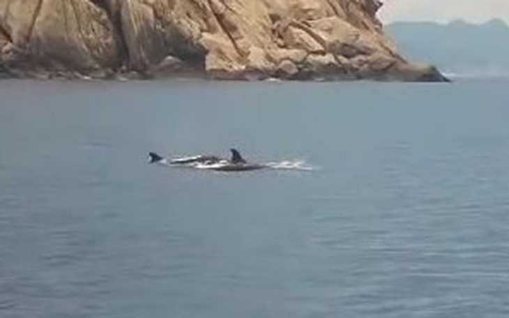 Đàn cá heo ‘tung tăng’ trên biển Nha Trang báo hiệu điều gì?