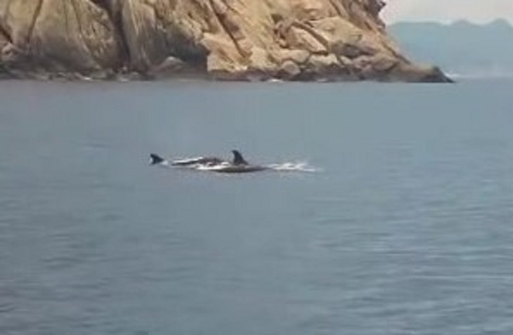Đàn cá heo ‘tung tăng’ trên biển Nha Trang báo hiệu điều gì?- Ảnh 1. Đàn cá heo ‘tung tăng’ trên biển Nha Trang báo hiệu điều gì?- Ảnh 1.