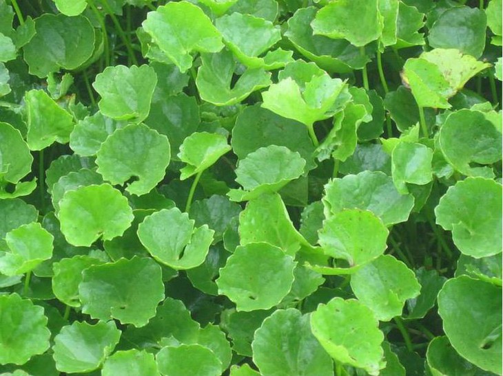 5 thảo dược phổ biến giúp thanh nhiệt, giảm mụn nhọt- Ảnh 1.