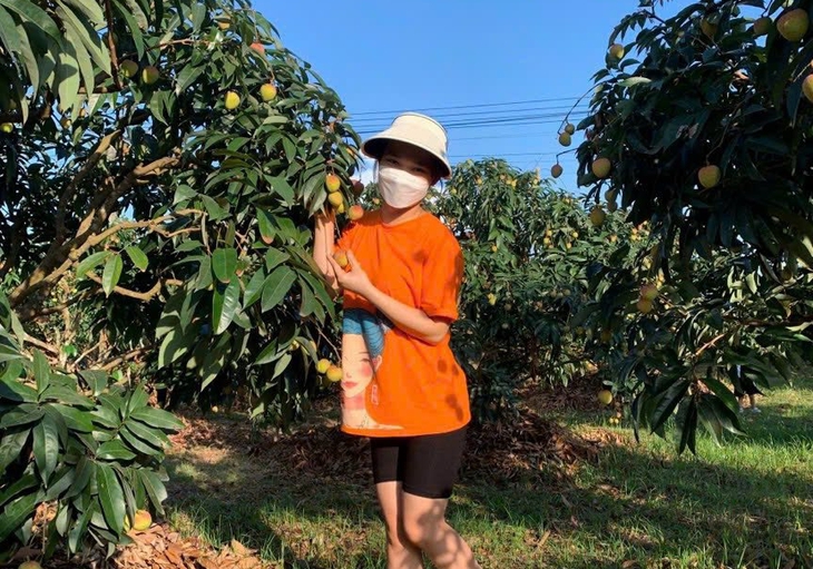 Dân trồng vải háo hức vì vải sớm đầu mùa giá cao vẫn 'cháy hàng'- Ảnh 1.