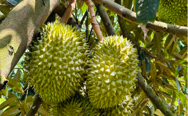 7 nhóm người không nên ăn sầu riêng- Ảnh 1.