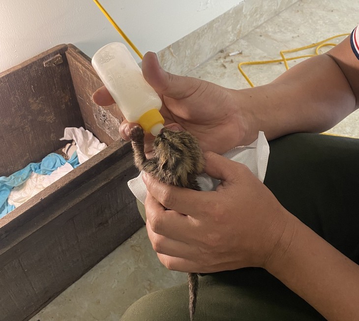 Cận cảnh chăm sóc động vật quý hiếm trước khi trả về tự nhiên- Ảnh 2.