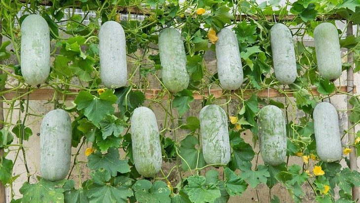 Làm mặt nạ trắng da từ loại quả mọc đầy vườn, giá rẻ- Ảnh 1.