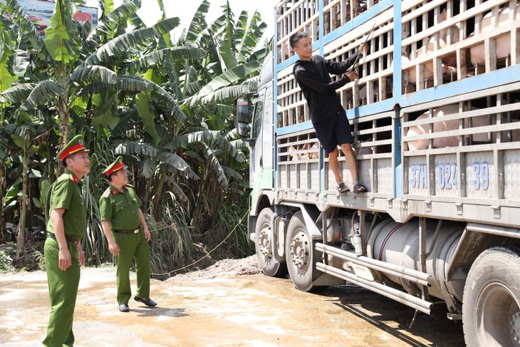 Kinh hãi xe tải chở đầy lợn nhiễm dịch tả châu Phi đi tiêu thụ- Ảnh 1.