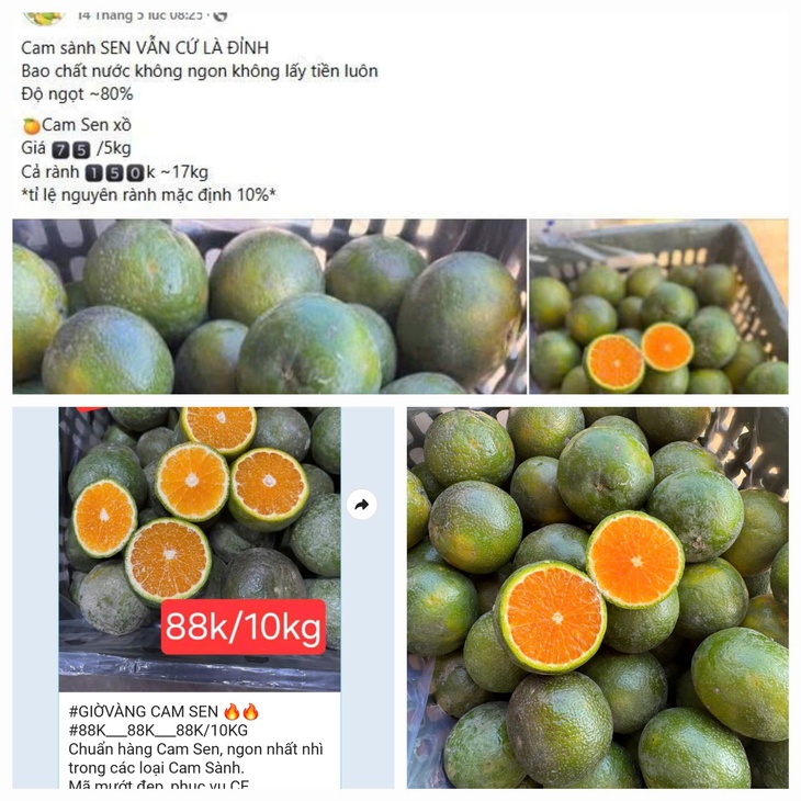 Cam Sen là cam gì, giá siêu rẻ, chỉ vài nghìn đồng/kg?- Ảnh 1.