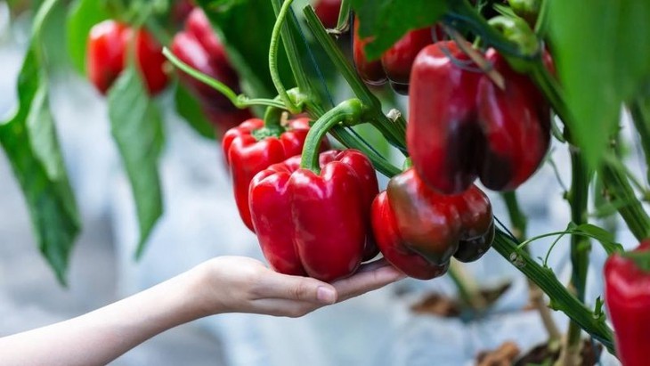 6 loại thực phẩm tốt cho móng tay- Ảnh 2.