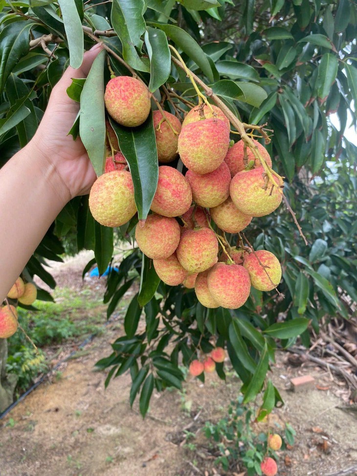 Vải u hồng đầu mùa giá đắt hơn sầu riêng, tiểu thương nhập hàng không đủ để bán- Ảnh 5.