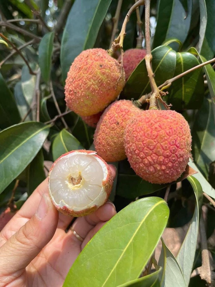 Vải u hồng đầu mùa giá đắt hơn sầu riêng, tiểu thương nhập hàng không đủ để bán- Ảnh 10.