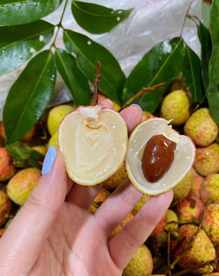 Vải u hồng đầu mùa giá đắt hơn sầu riêng, tiểu thương nhập hàng không đủ để bán- Ảnh 11.