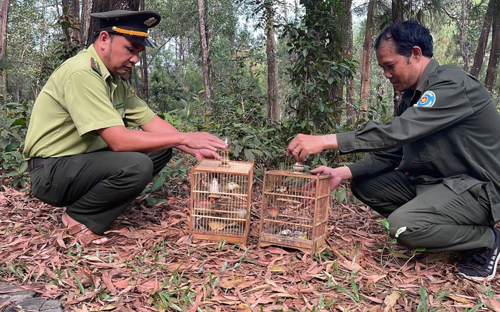 Huế "mạnh tay" với hành vi mua bán các loài chim hoang dã