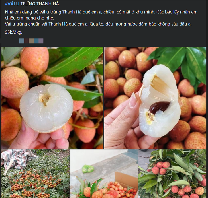 Tiểu thương lý giải nguyên nhân vải u trứng trắng Hải Dương thành mặt hàng ‘hot’ tại thị trường trái cây Việt- Ảnh 4. Tiểu thương lý giải nguyên nhân vải u trứng trắng Hải Dương thành mặt hàng ‘hot’ tại thị trường trái cây Việt- Ảnh 4.