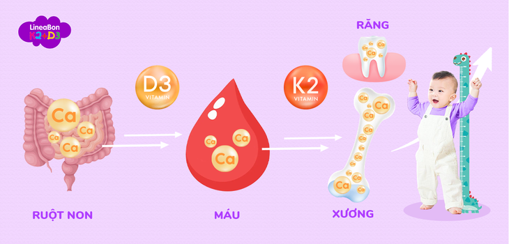 Hội thảo khoa học về vi chất D3K2 với sự tham gia của ba tập đoàn lớn trên thế giới- Ảnh 1.
