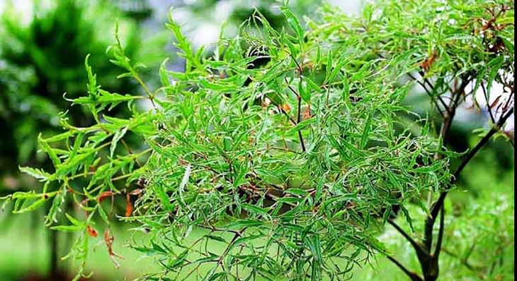 5 vị thuốc phòng và trị rối loạn tiền đình- Ảnh 1.
