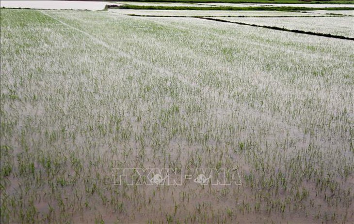 Quảng Bình: Tập trung khắc phục sản xuất vụ Hè Thu sau mưa lớn do bão số 1- Ảnh 1.
