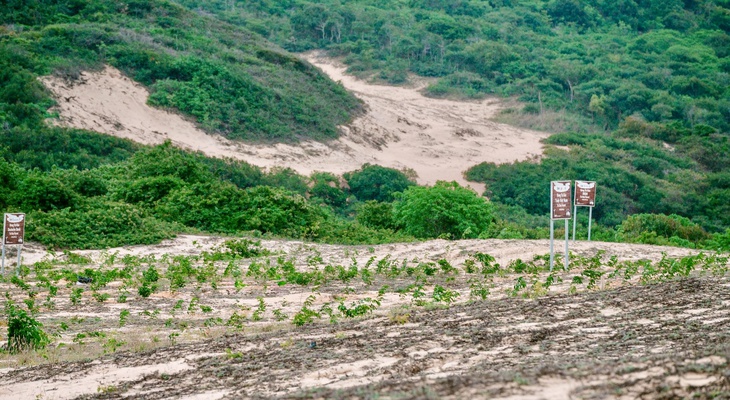 Lợi dụng chu kỳ La Nina để trồng cây chống sa mạc hóa- Ảnh 2.