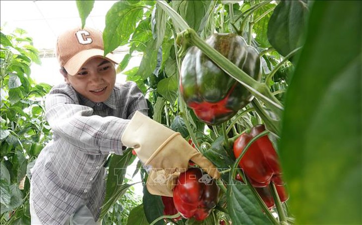 Giá nhiều loại rau củ Đà Lạt tăng mạnh sau thời gian dài- Ảnh 1.