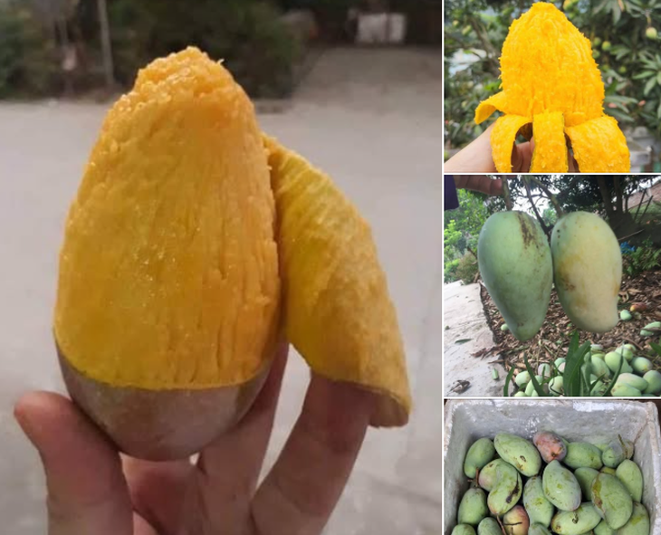 Xoài Vân Du giá siêu rẻ chỉ 5.000 đồng/kg có ngon như lời đồn?- Ảnh 1.