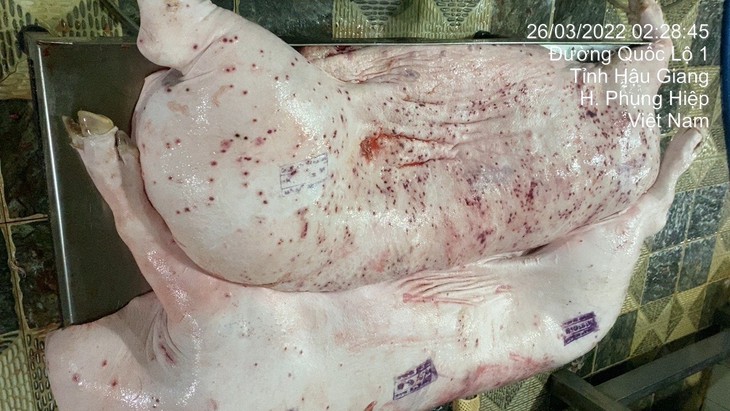 Vụ Công ty C.P. Việt Nam bị 'tố' dùng lợn bệnh: Sắp kỷ luật đối với viên chức đóng dấu lưu thông lên lợn bệnh?- Ảnh 1. Vụ Công ty C.P. Việt Nam bị 'tố' dùng lợn bệnh: Sắp kỷ luật đối với viên chức đóng dấu lưu thông lên lợn bệnh?- Ảnh 1.