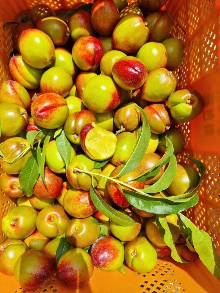 Thực hư về nguồn gốc của loại đào trơn đang bán tràn lan thị trường- Ảnh 8.