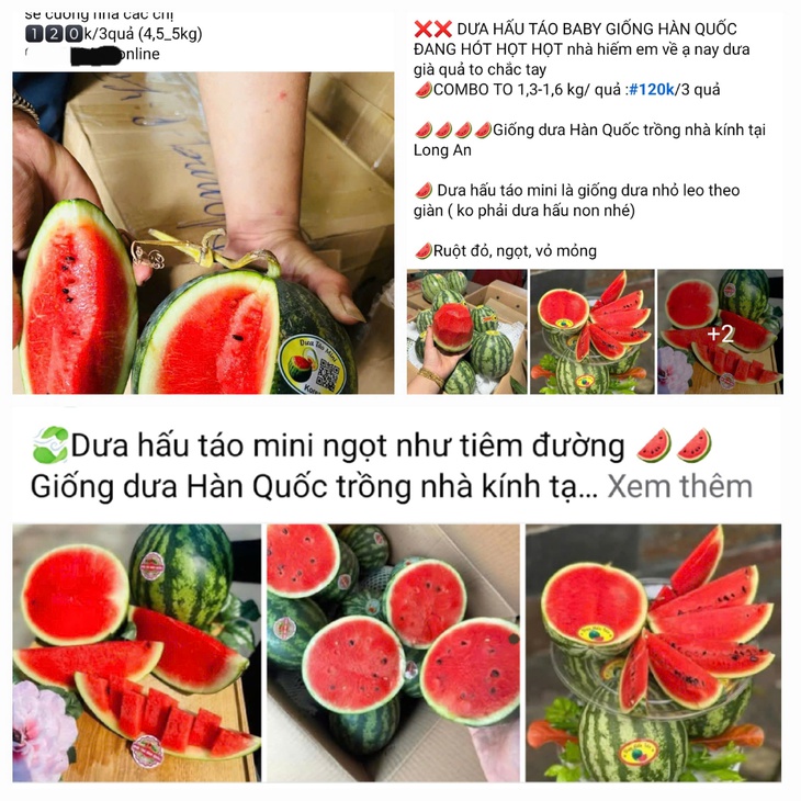 Vì sao nhiều người đua nhau săn lùng dưa hấu táo mini?- Ảnh 1.
