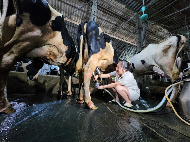 Thông tin sai lệch trên mạng xã hội tác động tiêu cực đến sản xuất, chăn nuôi bò sữa ở Ba Vì- Ảnh 2.