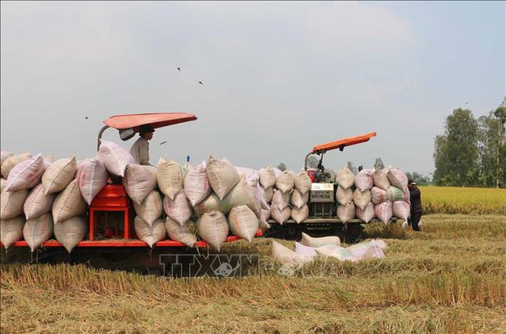 Giá lúa tăng nhẹ khi giao dịch trầm lắng, nguồn cung cao- Ảnh 1.