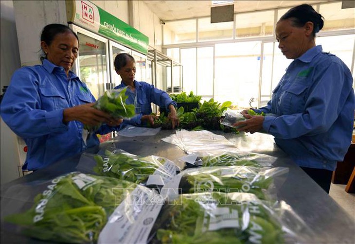 Hà Nội phát triển 29 chuỗi liên kết sản xuất với tiêu thụ nông sản- Ảnh 1.