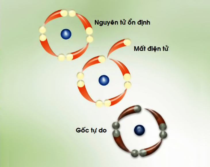 Vì sao chất chống oxy hóa giúp ngăn ngừa lão hóa?- Ảnh 1.
