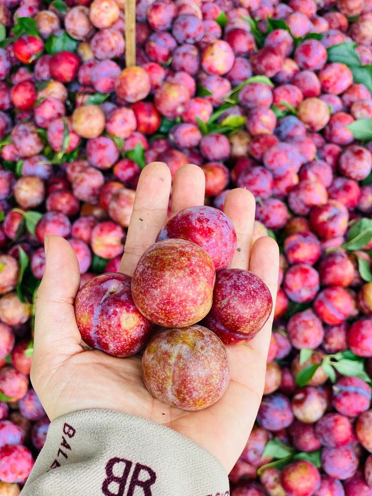 Mận hậu giảm giá sâu chỉ còn vài nghìn đồng/kg bán đổ đống đầy thị trường- Ảnh 11. Mận hậu giảm giá sâu chỉ còn vài nghìn đồng/kg bán đổ đống đầy thị trường- Ảnh 11.