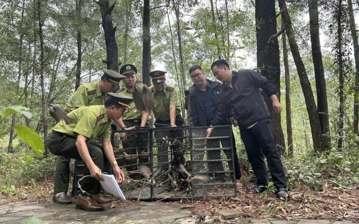 Mang chim đi cà phê phải chứng minh nguồn gốc: Kết quả sau gần 1 tháng triển khai