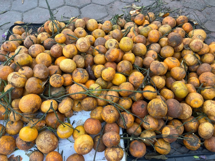 Quýt rừng xuống phố: Giá chỉ 10.000 đồng/kg, hương vị lạ miệng gây sốt- Ảnh 1. Quýt rừng xuống phố: Giá chỉ 10.000 đồng/kg, hương vị lạ miệng gây sốt- Ảnh 1.