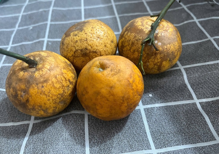 Quýt rừng xuống phố: Giá chỉ 10.000 đồng/kg, hương vị lạ miệng gây sốt- Ảnh 3. Quýt rừng xuống phố: Giá chỉ 10.000 đồng/kg, hương vị lạ miệng gây sốt- Ảnh 3.